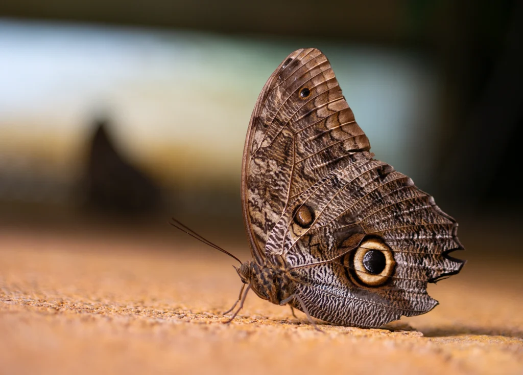 Owl Butterfly 2025